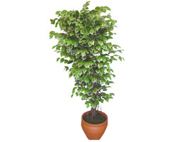 Ficus zel Starlight 1,75 cm   anakkale yurtii ve yurtd iek siparii 