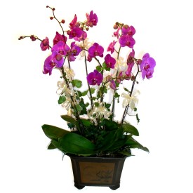  anakkale yurtii ve yurtd iek siparii  4 adet orkide iegi