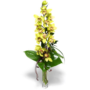  anakkale internetten iek sat  cam vazo ierisinde tek dal canli orkide