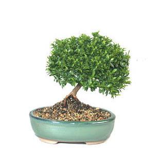 ithal bonsai saksi iegi  anakkale online ieki , iek siparii 