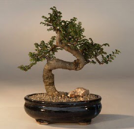 ithal bonsai saksi iegi  anakkale nternetten iek siparii 