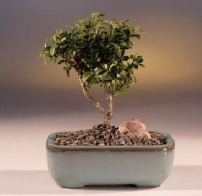  anakkale internetten iek siparii  ithal bonsai saksi iegi  anakkale iek online iek siparii 