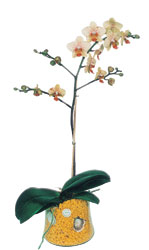  anakkale gvenli kaliteli hzl iek  Phalaenopsis Orkide ithal kalite
