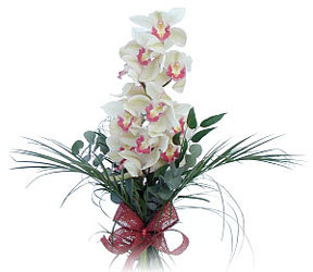  anakkale hediye sevgilime hediye iek  Dal orkide ithal iyi kalite