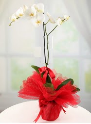 1 dal beyaz orkide saks iei  anakkale hediye iek yolla 