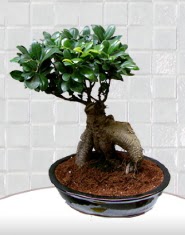 saks iei japon aac bonsai  anakkale iek , ieki , iekilik 