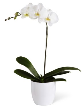 1 dall beyaz orkide  anakkale nternetten iek siparii 