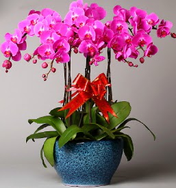 7 dall mor orkide  anakkale iek gnderme 