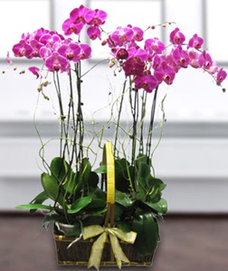 4 dall mor orkide  anakkale ucuz iek gnder 