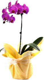  anakkale hediye sevgilime hediye iek  Tek dal mor orkide saks iei