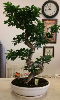 100 cm yüksekliğinde dev bonsai japon ağacı  Çanakkale internetten çiçek satışı 