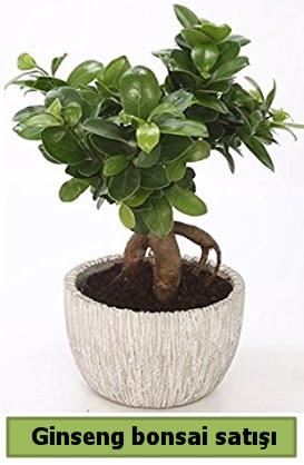 Ginseng bonsai japon aac sat  anakkale online iek gnderme sipari 