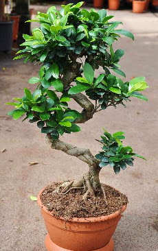 Orta boy bonsai saks bitkisi  anakkale iek maazas , ieki adresleri 