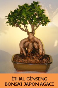 thal japon aac ginseng bonsai sat  anakkale internetten iek sat 