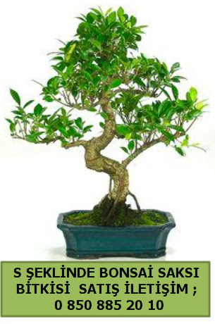 thal S eklinde dal erilii bonsai sat  anakkale iek siparii vermek 