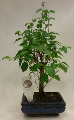 Minyatr bonsai japon aac sat  anakkale online iek gnderme sipari 