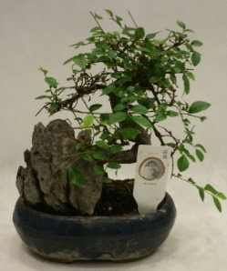 thal 1.ci kalite bonsai japon aac  anakkale cicek , cicekci 