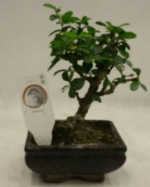 Kk minyatr bonsai japon aac  anakkale iek siparii vermek 