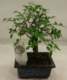 Minyatr ithal japon aac bonsai bitkisi  anakkale cicek , cicekci 