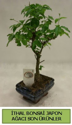 thal bonsai japon aac bitkisi  anakkale iek yolla 