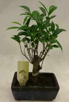 Japon aac bonsai bitkisi sat  anakkale online iek gnderme sipari 