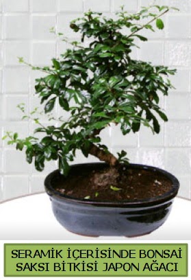 Seramik vazoda bonsai japon aac bitkisi  anakkale hediye sevgilime hediye iek 