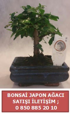 Japon aac minyar bonsai sat  anakkale cicek , cicekci 