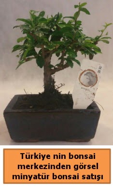 Japon aac bonsai sat ithal grsel  anakkale internetten iek siparii 
