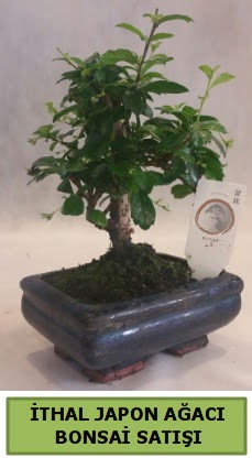thal japon aac bonsai bitkisi sat  anakkale online iek gnderme sipari 