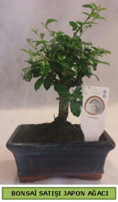 Minyatr bonsai aac sat  anakkale iek siparii vermek 
