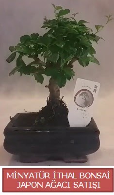 Kk grsel bonsai japon aac bitkisi  anakkale cicekciler , cicek siparisi 