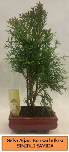 Selvi aac bonsai japon aac bitkisi  anakkale cicek , cicekci 
