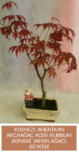 Amerikan akaaa Acer Rubrum bonsai  anakkale iek yolla , iek gnder , ieki  