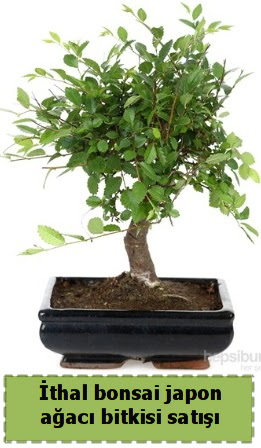 thal bonsai saks iei Japon aac sat  anakkale internetten iek sat 