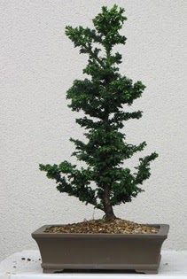 am aac bonsai bitkisi sat  anakkale online iek gnderme sipari 