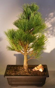 am aac japon aac bitkisi bonsai  anakkale online iek gnderme sipari 