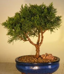 Servi am bonsai japon aac bitkisi  anakkale internetten iek siparii 