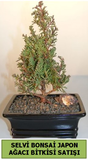 Selvi am japon aac bitkisi bonsai  anakkale online iek gnderme sipari 