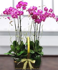 7 dall mor lila orkide  anakkale iekiler 