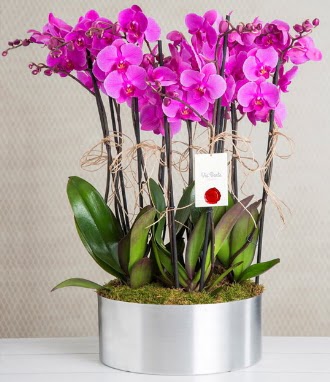 11 dall mor orkide metal vazoda  anakkale iekiler 