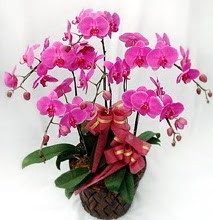 Sepet ierisinde 5 dall lila orkide  anakkale uluslararas iek gnderme 