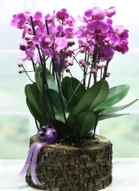 Ktk ierisinde 6 dall mor orkide  anakkale uluslararas iek gnderme 