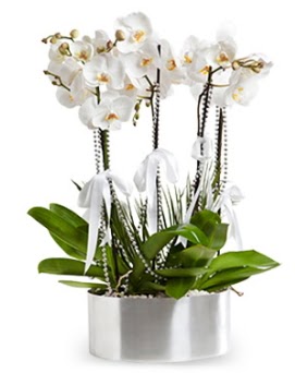 Be dall metal saksda beyaz orkide  anakkale internetten iek siparii 