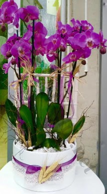 Seramik vazoda 4 dall mor lila orkide  anakkale gvenli kaliteli hzl iek 