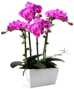Seramik vazo ierisinde 4 dall mor orkide  anakkale cicek , cicekci 