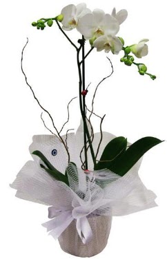 Tek dall beyaz orkide  anakkale yurtii ve yurtd iek siparii 