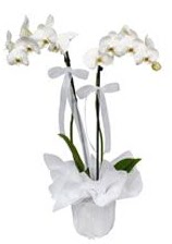 2 dall beyaz orkide  anakkale ucuz iek gnder 