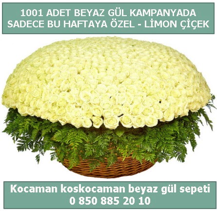 1001 adet beyaz gül sepeti özel kampanyada  Çanakkale çiçekçiler 