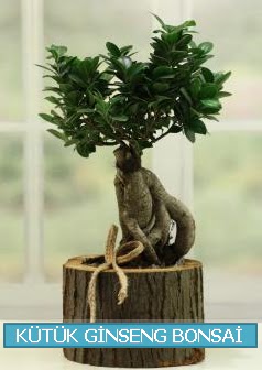 Ktk aa ierisinde ginseng bonsai  anakkale iekiler 