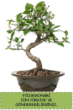 Ficus bonsai  anakkale iekiler 